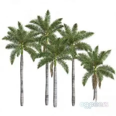 Palm Tree 3D Model – 3129 – VRAY Render