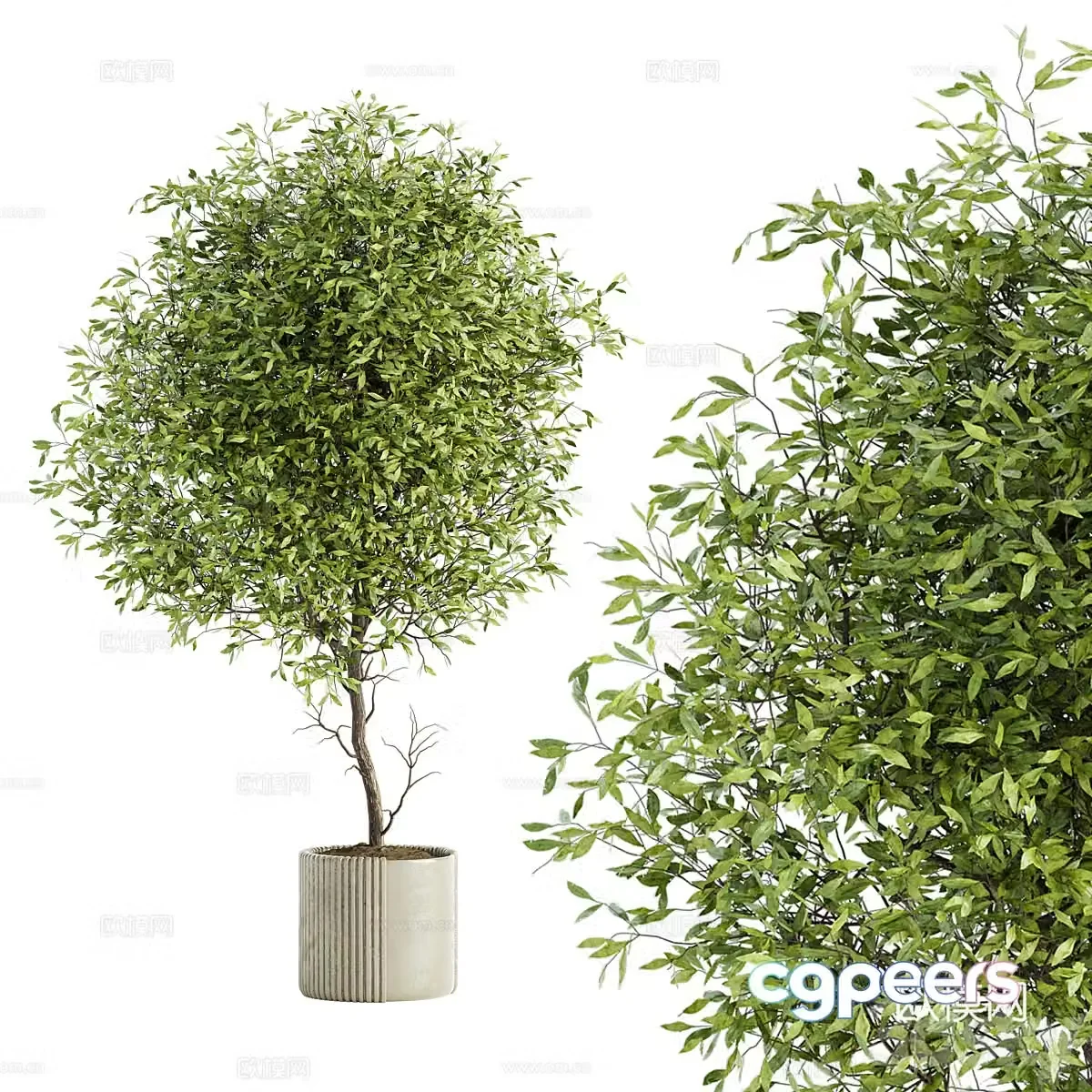 Green plants potted plants 3D model