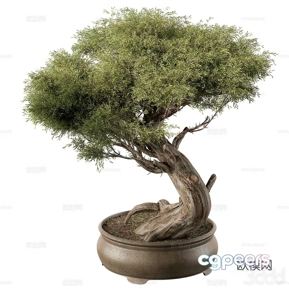 3D model of bonsai potted pine