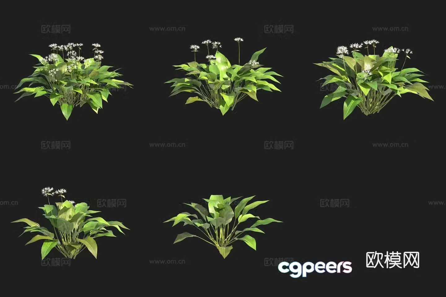Bear onion wild leek Swedish plant 3D model