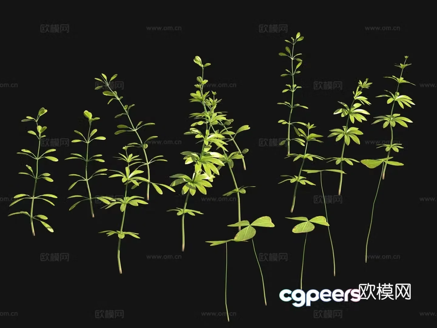 Aquatic plants aquatic plants 3D model