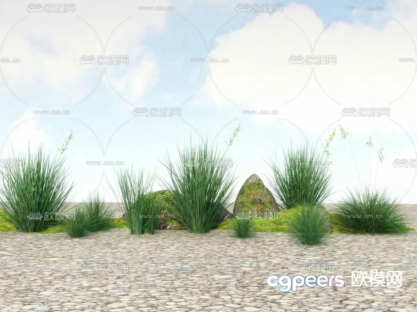 Flowers and plants Wild grass Reeds 3D model