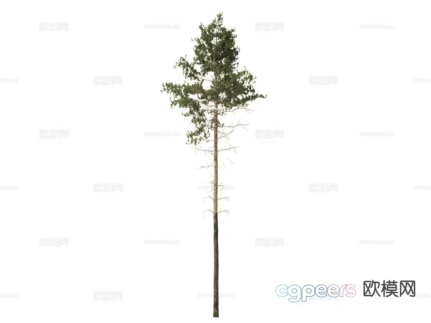 Pine Tree Tree Cypress 3d Model