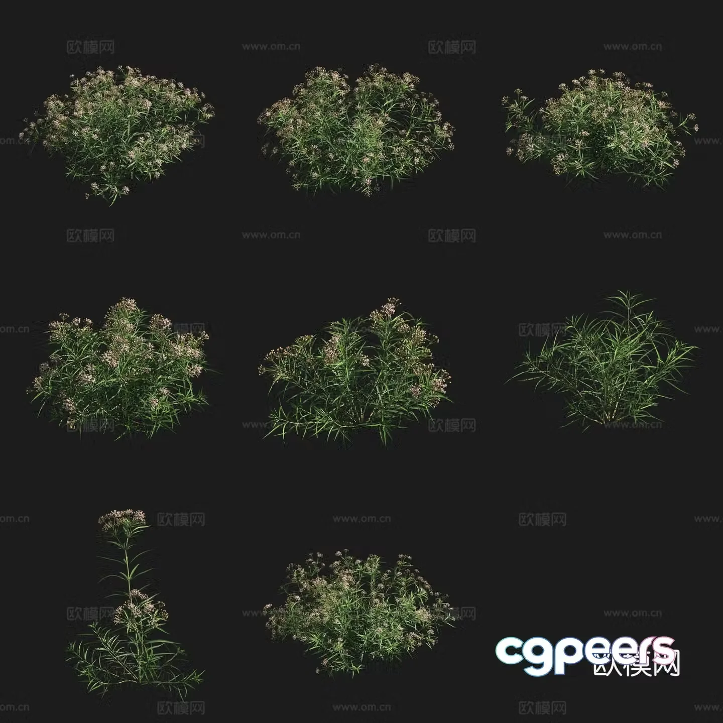 Cluster flower milkweed shrub flowers and plants grass plants 3D model