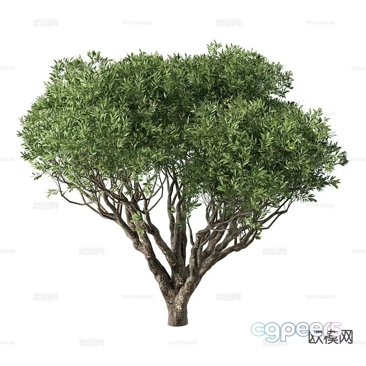 low shrub low tree 3d model
