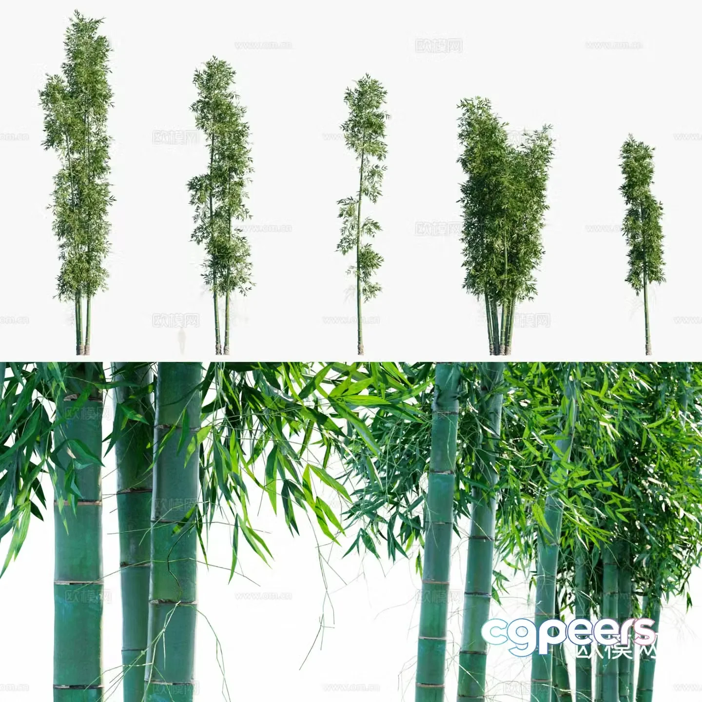 Bamboo dragon bamboo hemp bamboo mottled bamboo green bamboo 3d model