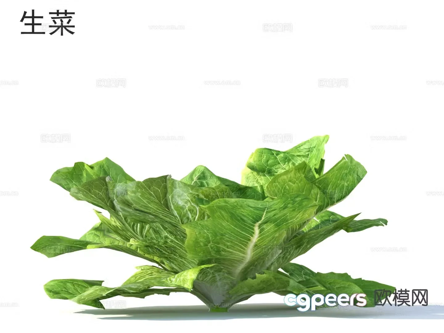 Lettuce Vegetable 3D Model