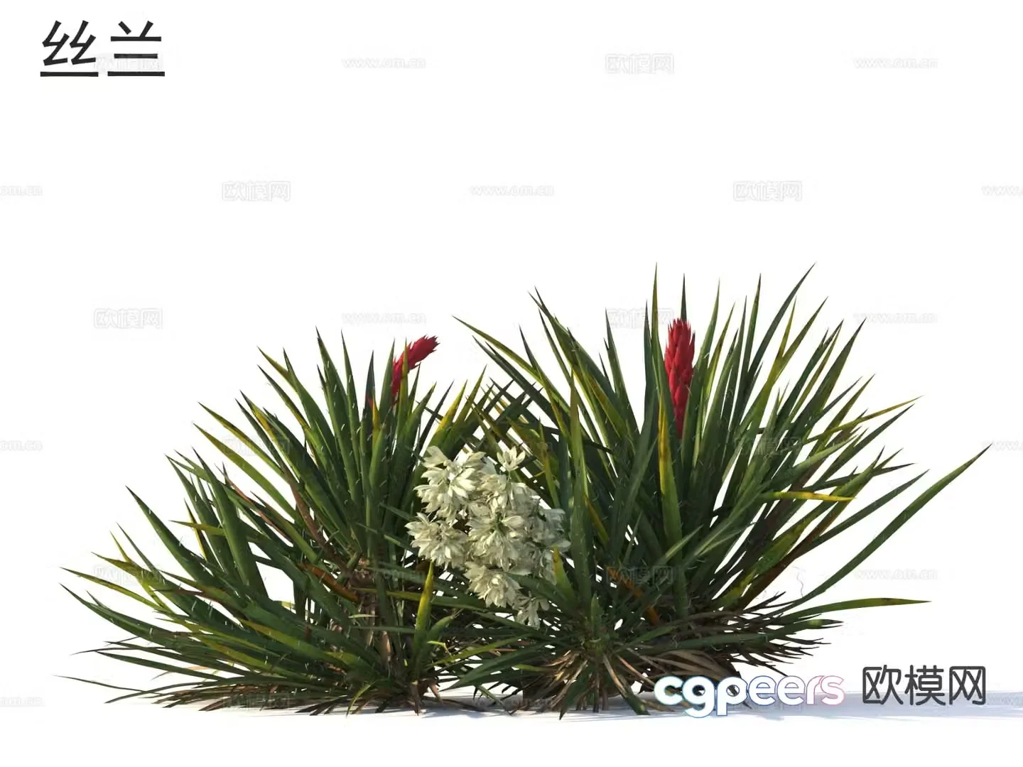 Yucca Flowers plants shrubs plants 3D model