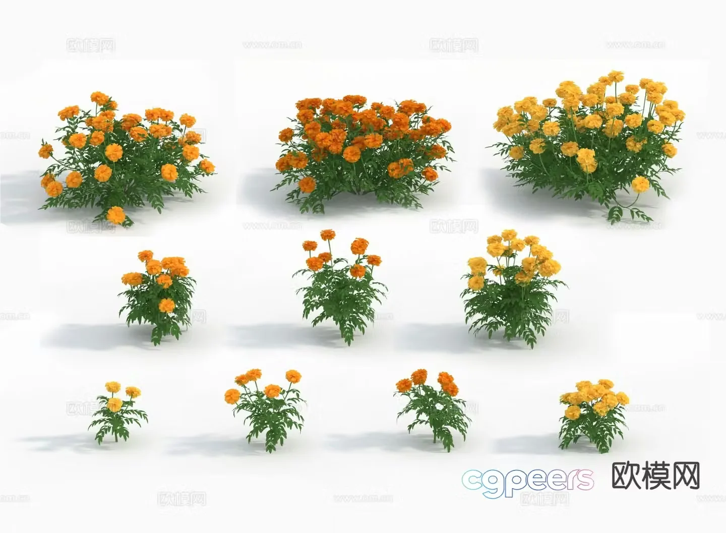 Flowers flowers plants wildflowers 3d model