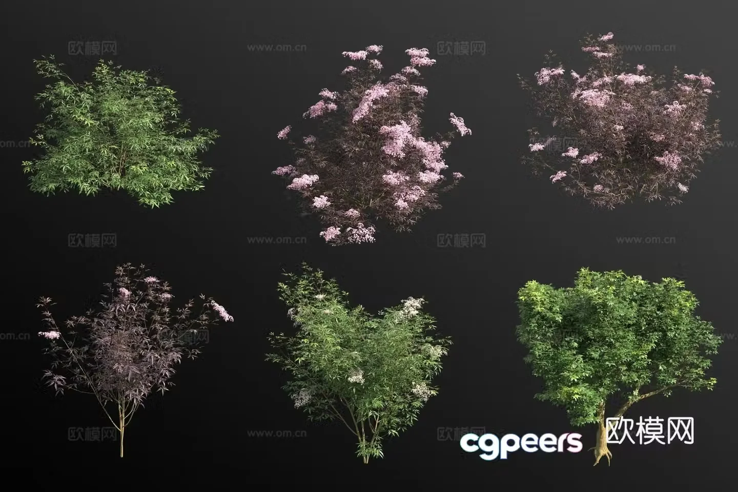 Western elderberry shrub flower tree 3d model