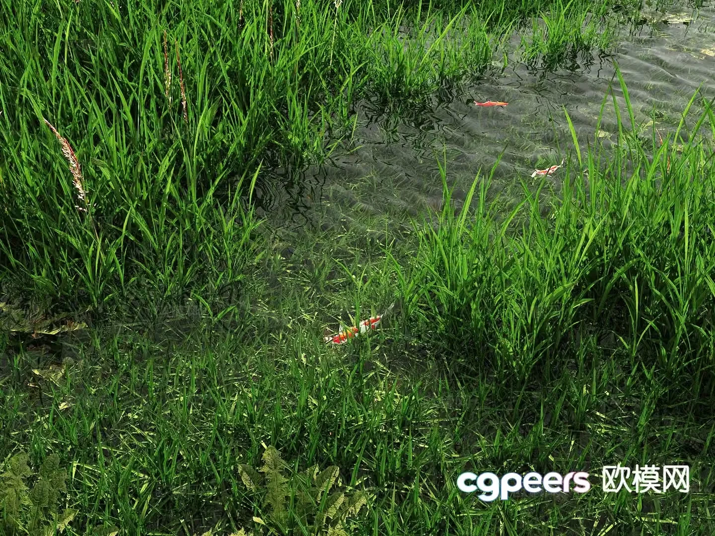 Flowers and plants Wetlands Meadows Wild Weeds 3D Model