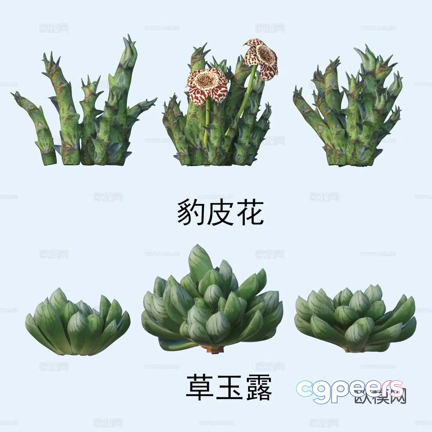 Plants flowers leopard skin flowers grass jade dew 3d model