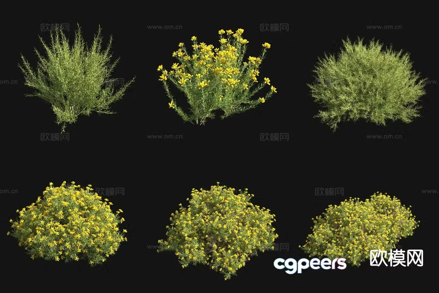 spanish gorse 3d model