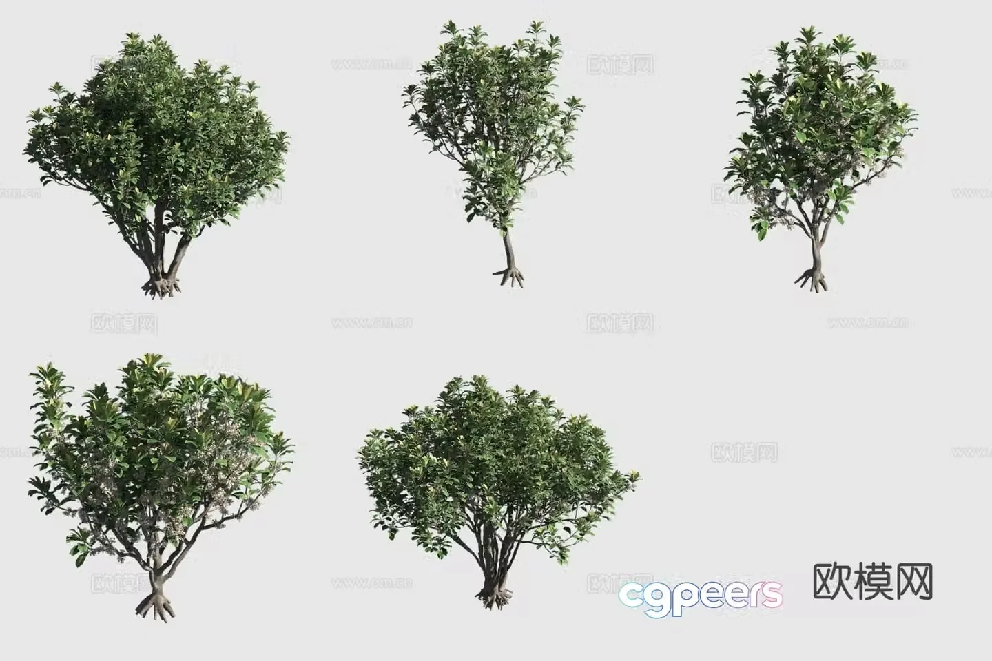 Hosmer Pitton Hawaiian Plant Landscape Tree 3D Model