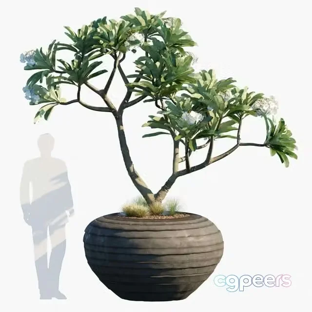 3ds Max Free – Plant in pots # 26