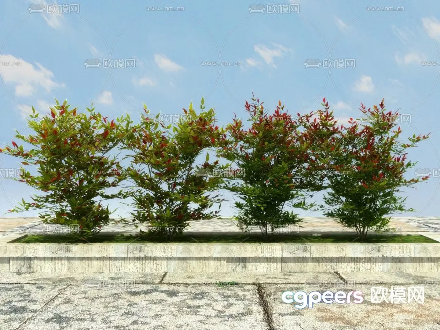 Shrub plant nandina 3d model