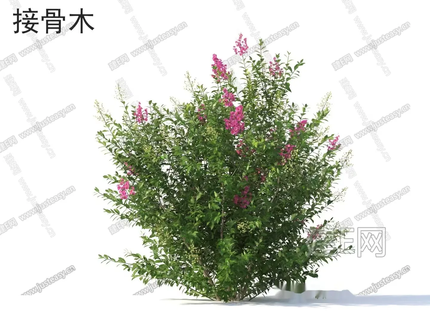 A Bush With Pink Flowers 3D Model – 3740 – VRAY Render