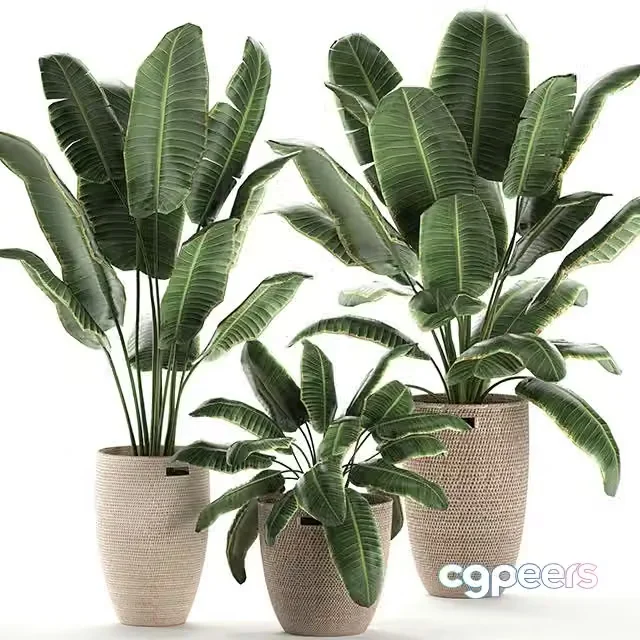 3ds Max Free – Collection of beautiful lush plants in baskets with strelitzia, banana palm, ravenala. Set 591