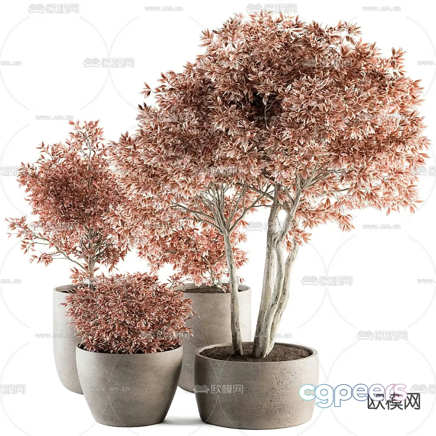 Bonaldo plant bonsai potted plant 3d model