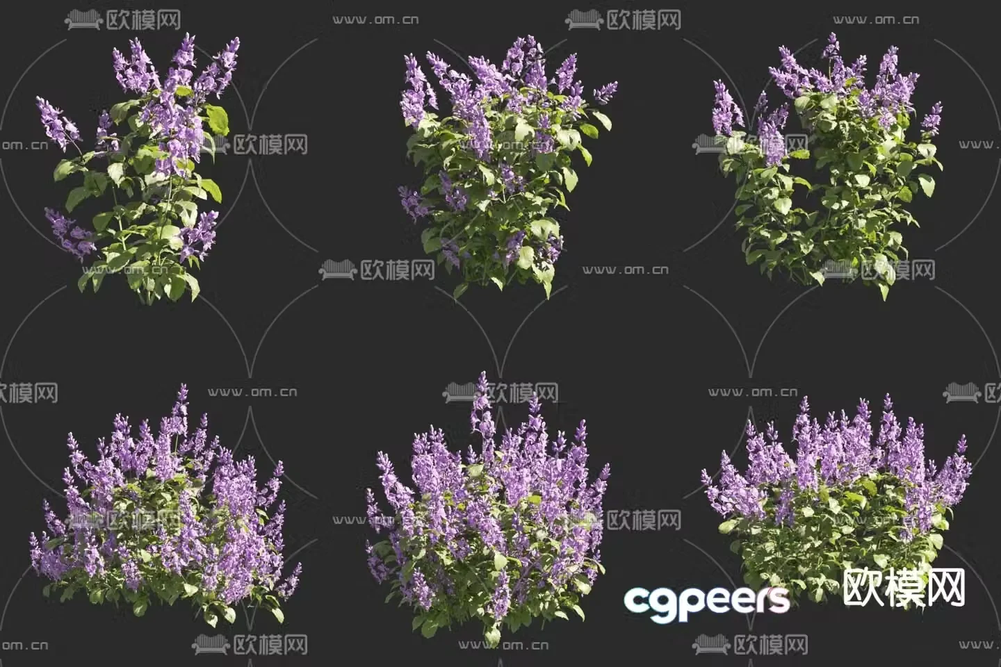 Purple Phoenix Mona Lavender Flowers and Grass 3D Model