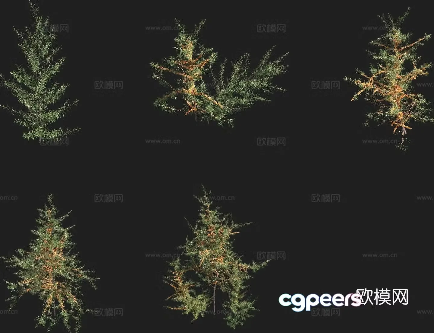 Zada sea buckthorn shrub 3d model
