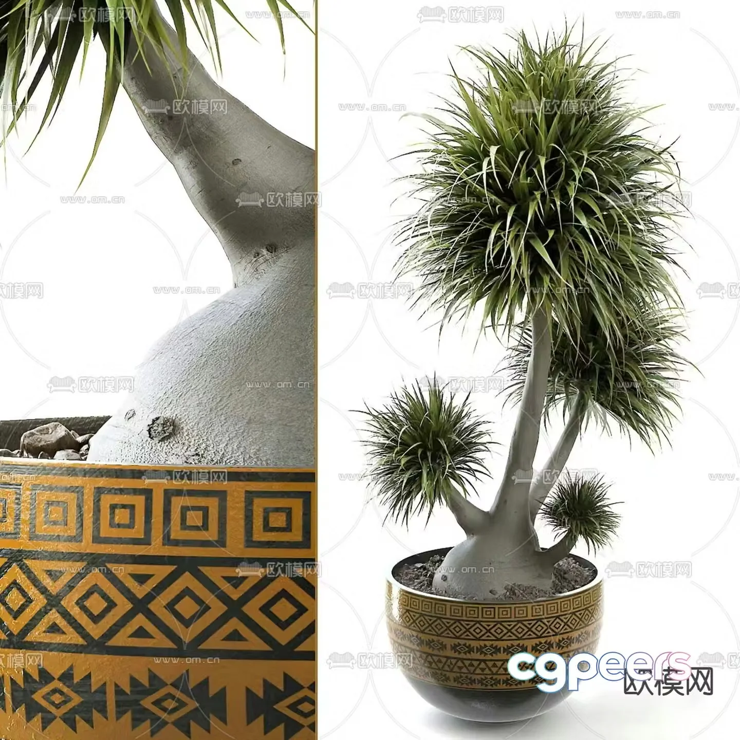 Plant potted plant Dragon Blood Tree 3D model