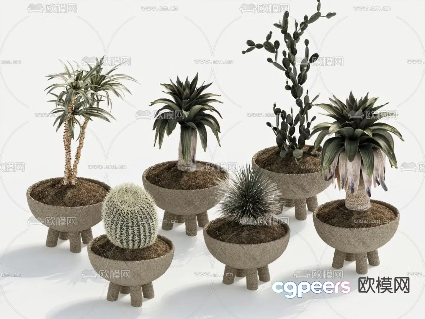 Potted plants Bonsai Cactus 3D model