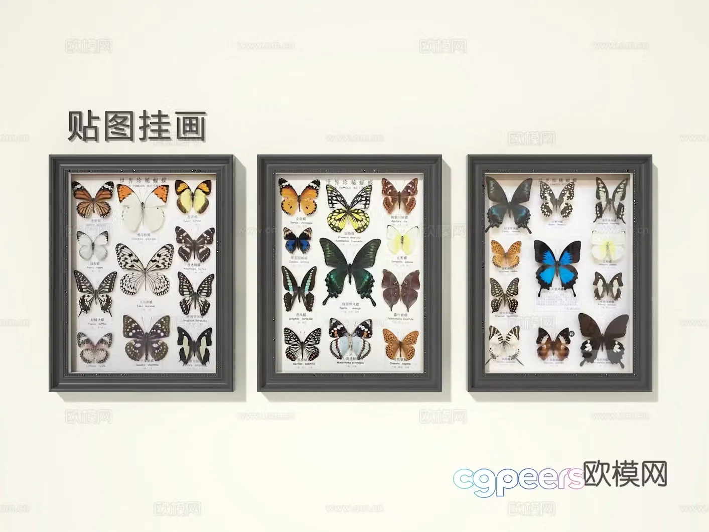 Butterfly specimen drawing 3d model