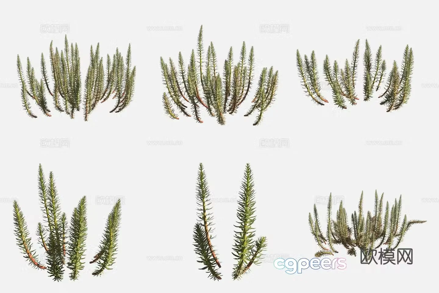 3D model of fir leaf algae wetland plants