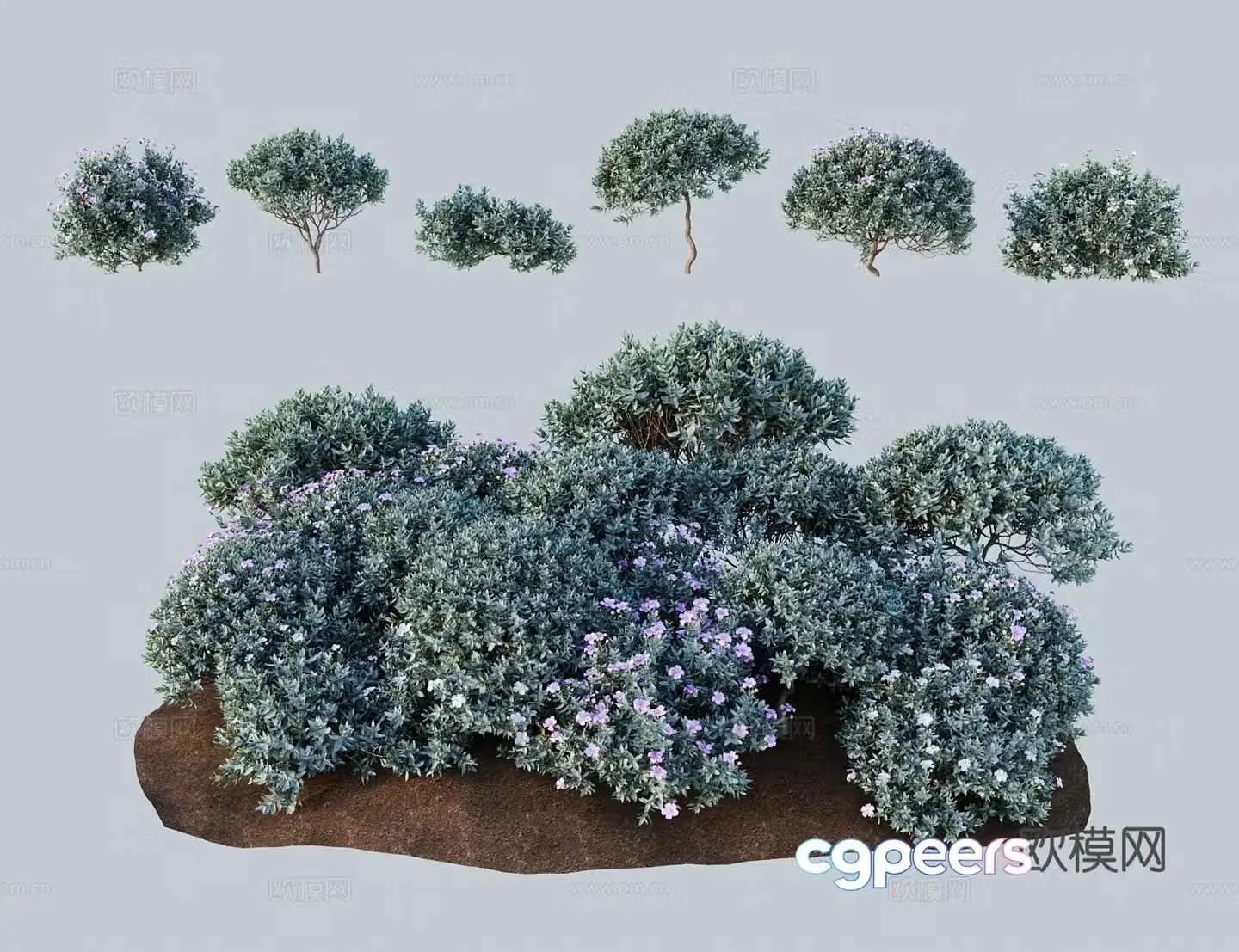 Modern shrubs white-haired rock rose rock rose 3d model