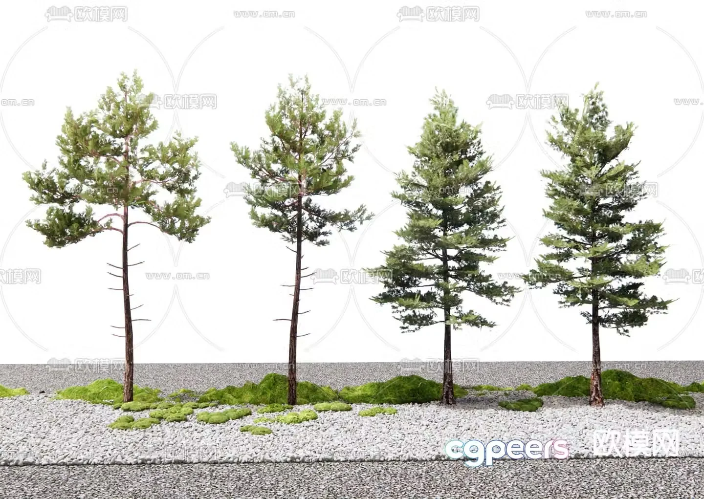 Pine Tree Landscape Tree Cedar 3D Model