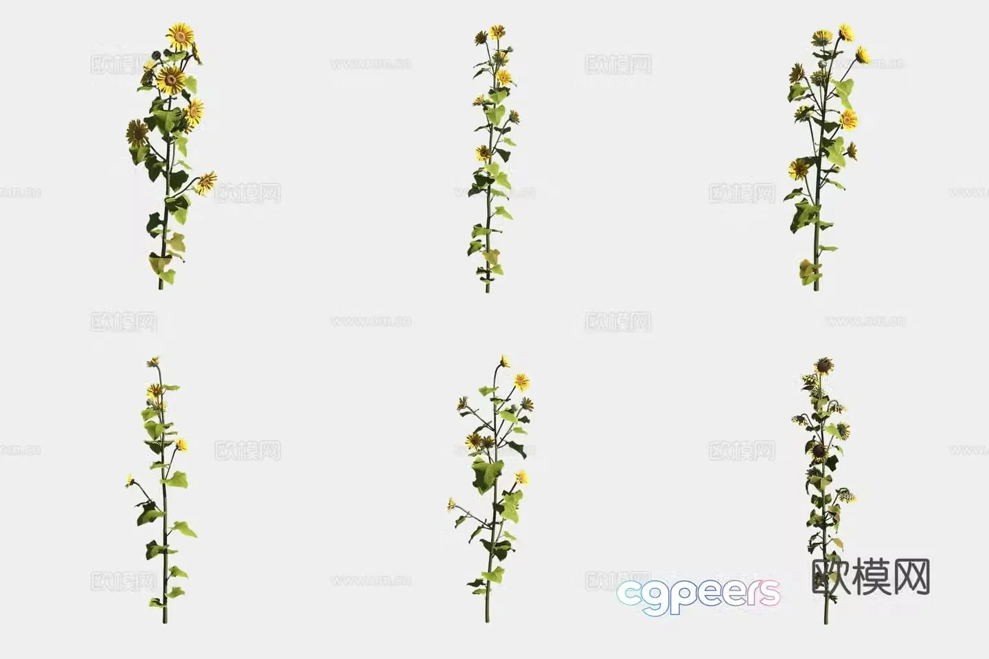 Sunflower 3d model