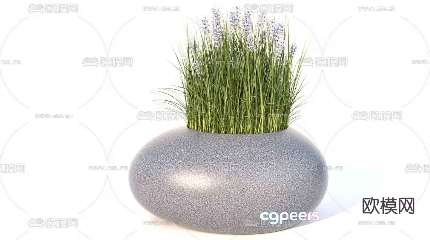 Plant potted plant Lavender 3D model