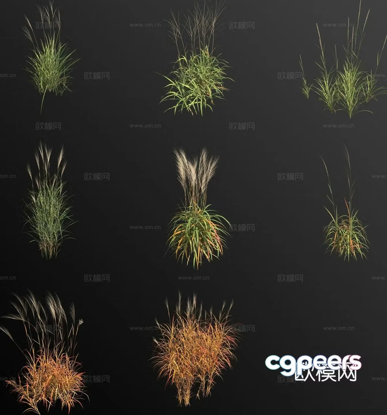 purple miscanthus weed weed flower and grass 3d model