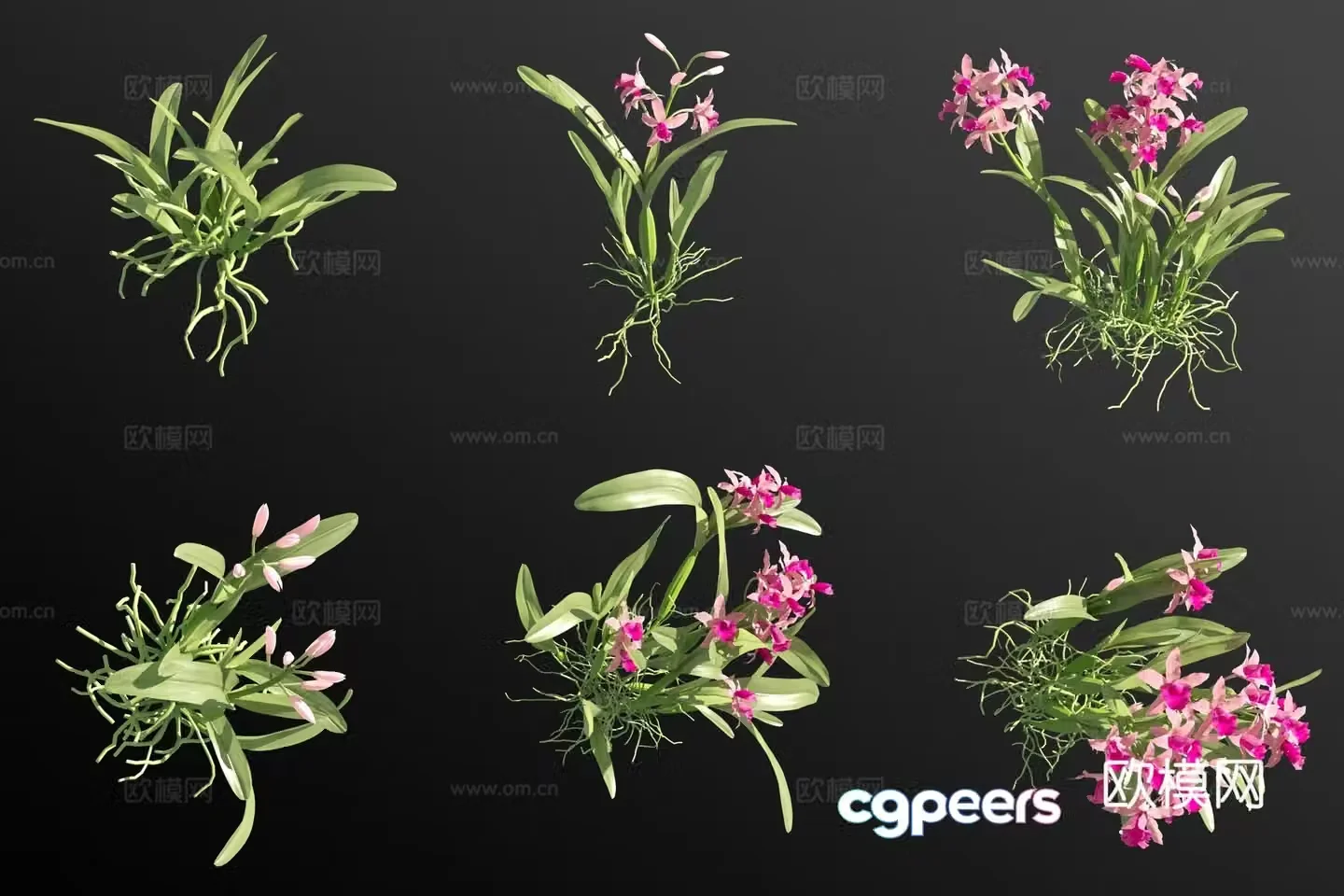 Red cattleya grass 3d model