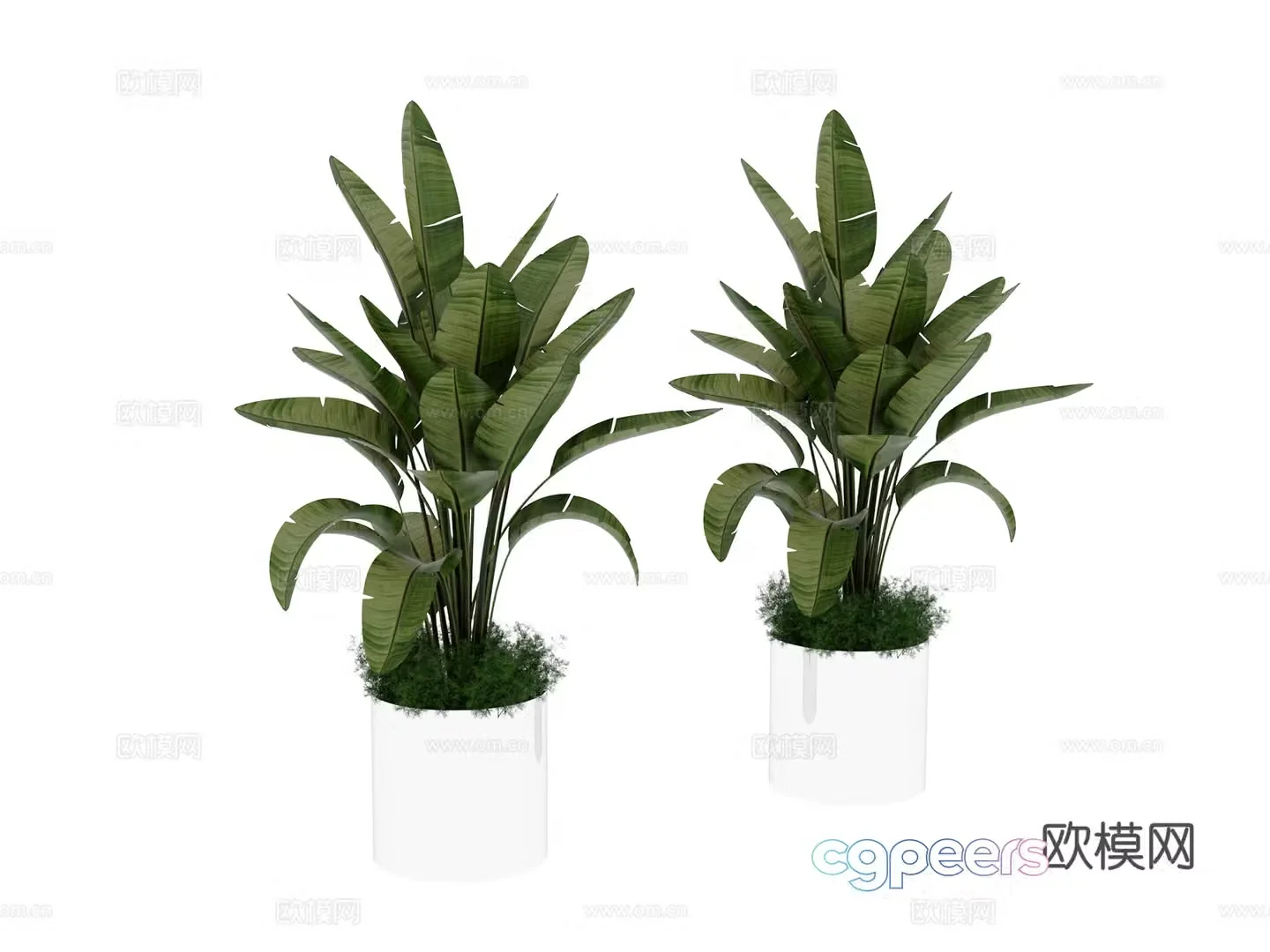 Plant potted 3d model