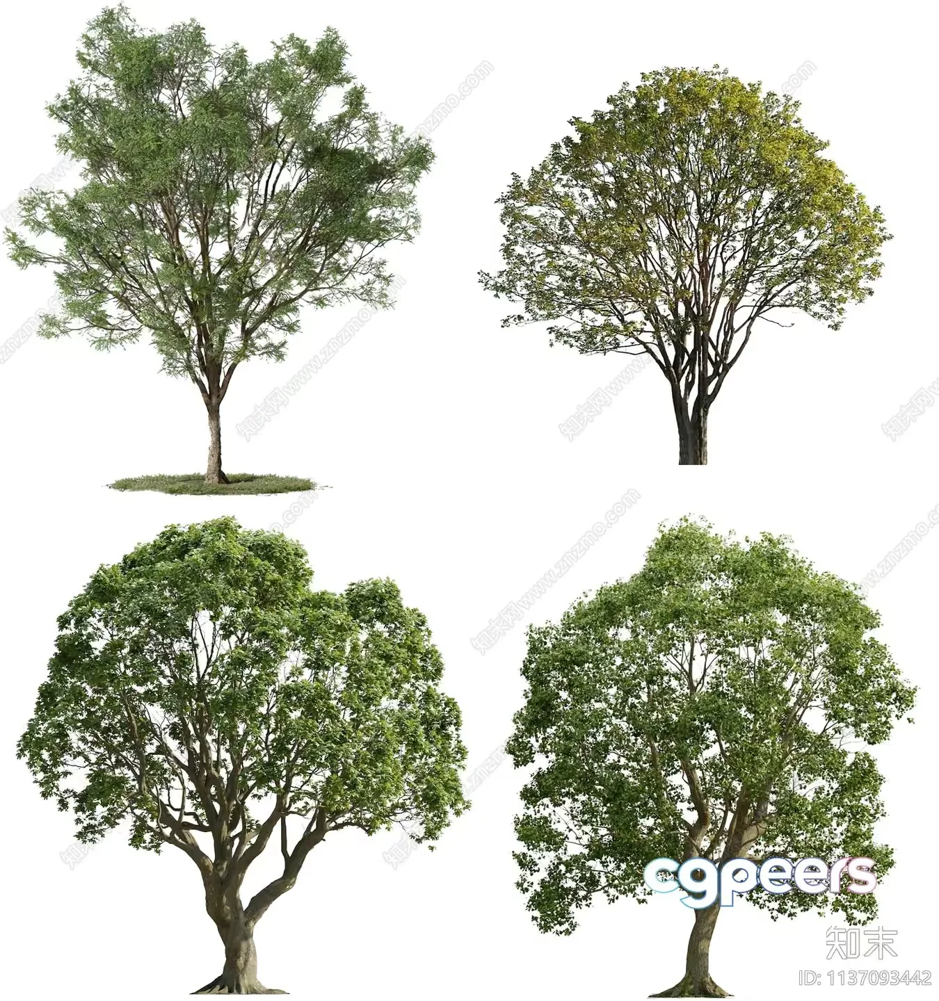 Four Trees 3D Model – 3390 – VRAY Render