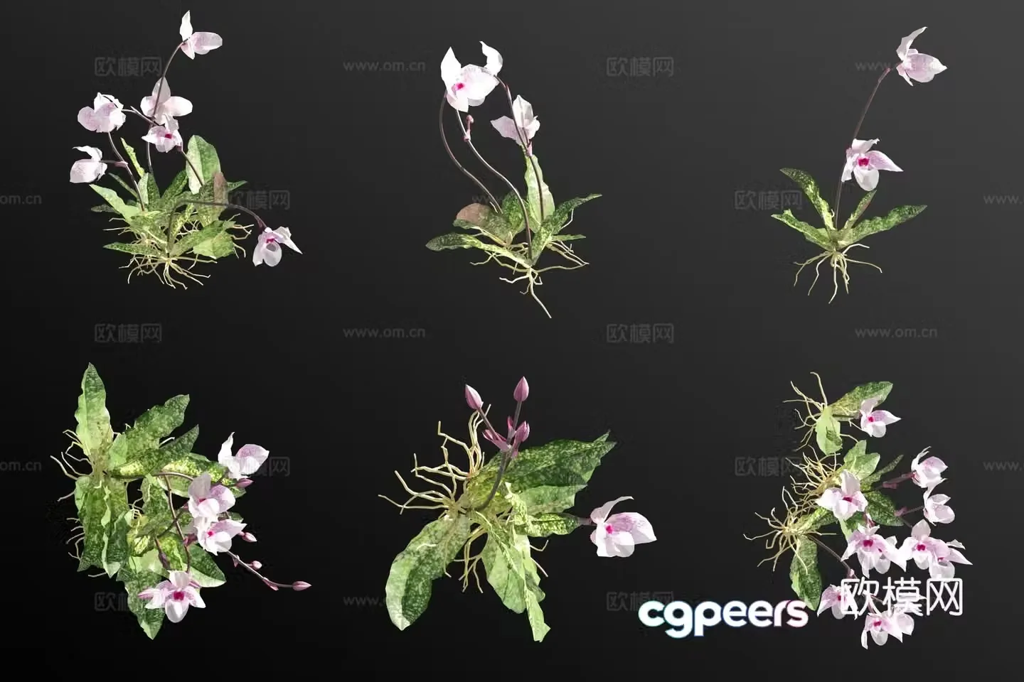 Pink paphiopedilum flower grass 3d model