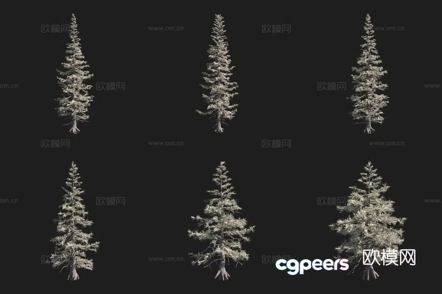 Rocky Mountain Fir North American Trees 3D Model