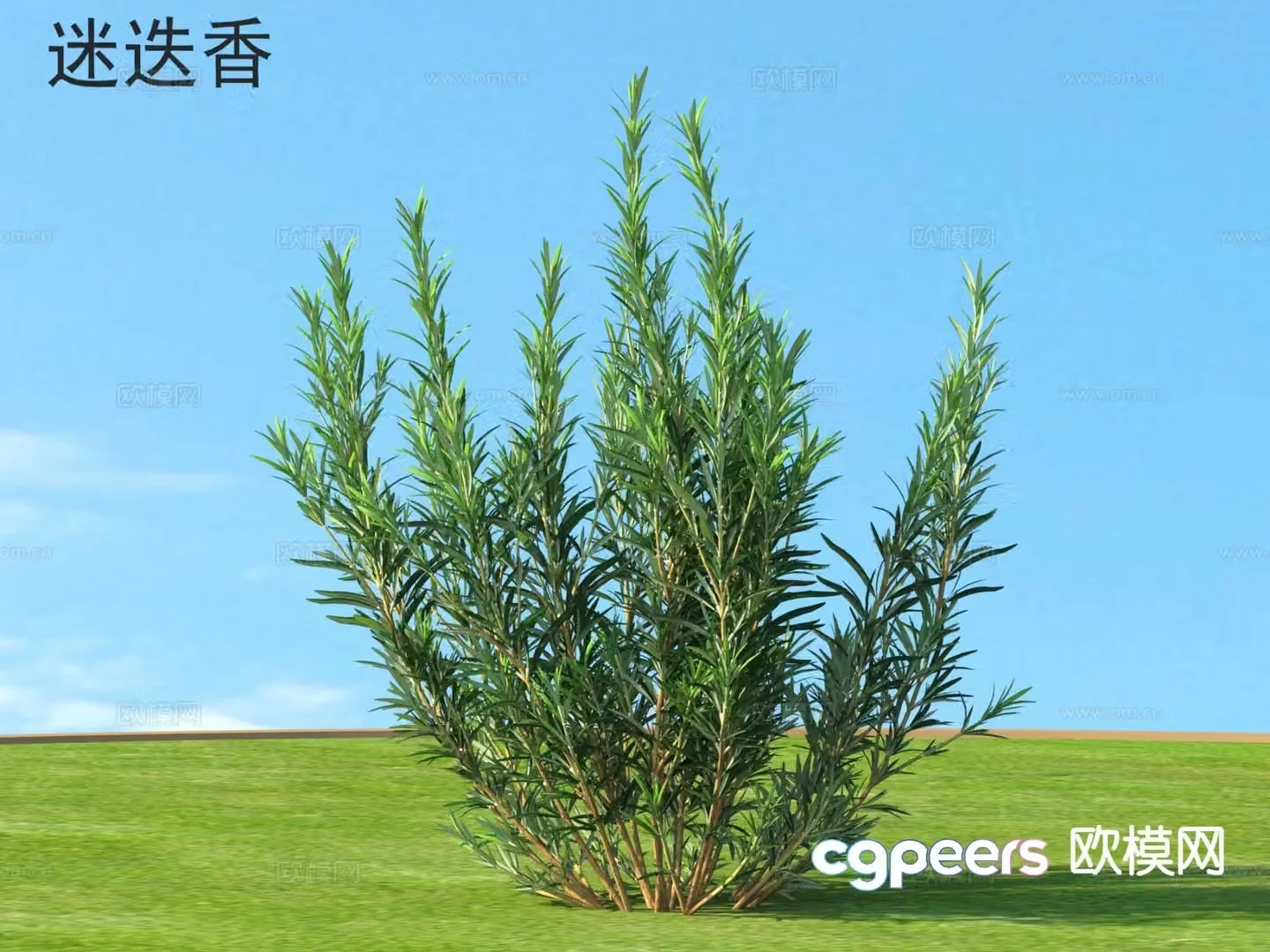 Rosemary Flowers Plants 3D Model