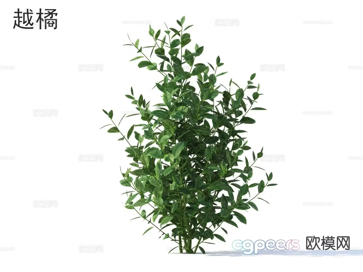 bilberry crop 3d model