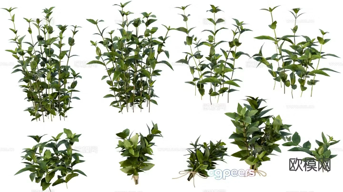 Plants flowers and plants garden green plants Guantang plant 3D model