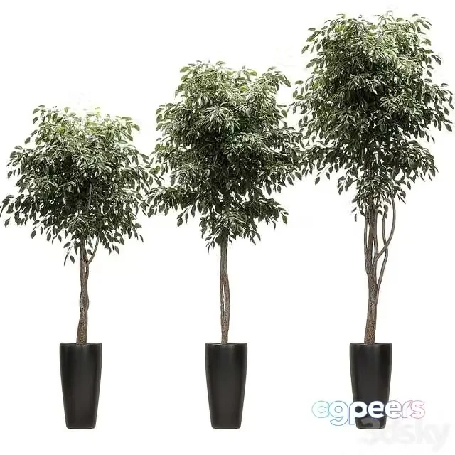 3ds Max Free – Ficus Benjamin Nitida on a bole. 3 models