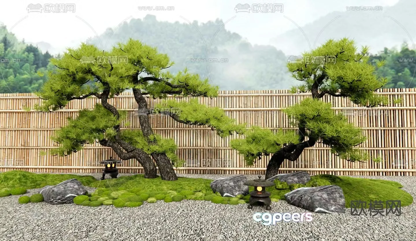 New Chinese style pine tree Podocarpus plant landscaping 3D model