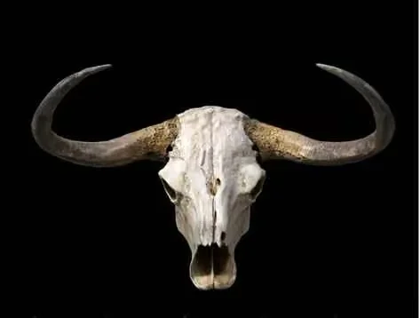 A Cow Skull With Horns 3D Model – 12048 – VRAY Render