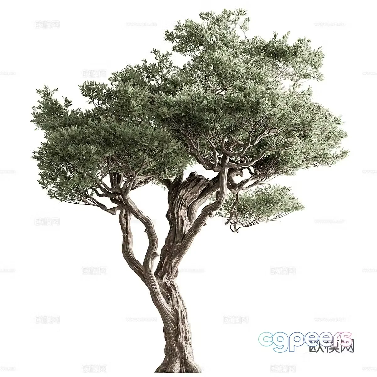 Oil Olive Tree 3D Model