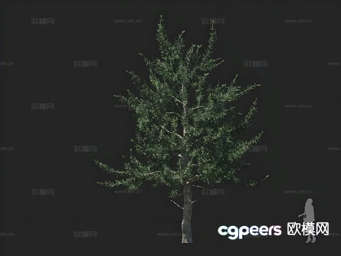spruce tree pine tree tree 3d model