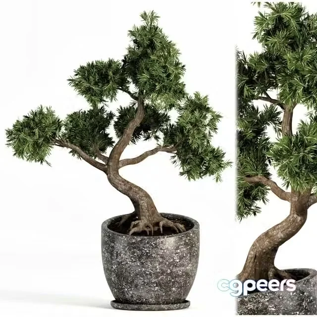 3ds Max Free – Plant bonsai-01
