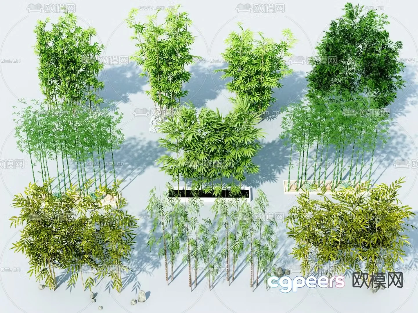 Bamboo 3d model