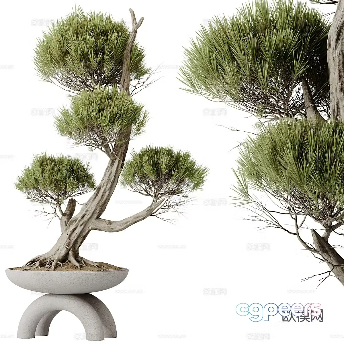 New Chinese bonsai 3D model